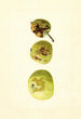 Malus domestica Yellow Transparent - James Marion Shull — widok dzieła