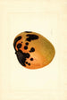 Mangifera indica - James Marion Shull — widok dzieła