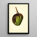 Mangifera indica Bennett - James Marion Shull — oprawiony obraz na ścianie