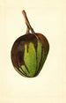 Mangifera indica Bennett - James Marion Shull — widok dzieła