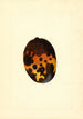Mangifera indica Fernandez - James Marion Shull — widok dzieła