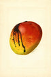 Mangifera indica Mulgoba - James Marion Shull — widok dzieła