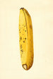 Musa - James Marion Shull — widok dzieła