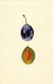 Prunus domestica Stanley - James Marion Shull — widok dzieła