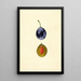 Prunus domestica Stanley - James Marion Shull — oprawiony obraz na ścianie