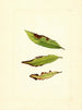 Prunus persica - James Marion Shull — widok dzieła