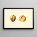 Prunus persica Early Crawford - James Marion Shull — oprawiony obraz na ścianie