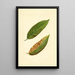 Prunus persica Triumph - James Marion Shull — oprawiony obraz na ścianie