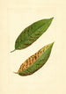 Prunus persica Triumph - James Marion Shull — widok dzieła
