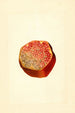 Punica granatum Wonderful - James Marion Shull — widok dzieła