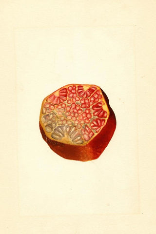 James Marion Shull - Punica granatum Wonderful.webp