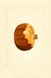 Punica granatum - James Marion Shull — widok dzieła
