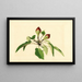 Pyrus communis - James Marion Shull — oprawiony obraz na ścianie
