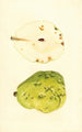 Pyrus communis Anjou - James Marion Shull — widok dzieła