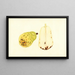 Pyrus communis Bartlett - James Marion Shull — oprawiony obraz na ścianie