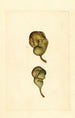 Pyrus communis Seckel - James Marion Shull — widok dzieła