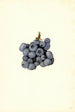 Vaccinium corymbosum Stanley - James Marion Shull — widok dzieła