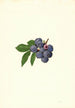 Vaccinium corymbosum Weymouth - James Marion Shull — widok dzieła