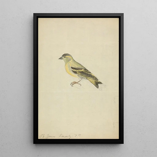James Sowerby - A Finch.webp