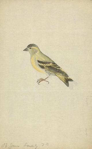 James Sowerby - A Finch.webp