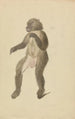Un mandrill - James Sowerby — widok dzieła