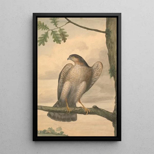 James Sowerby - Eurasian Sparrowhawk.webp