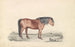 Poney Shetland - James Stewart — widok dzieła