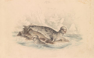 James Stewart - The Crested Seal.webp