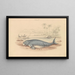 Le Dugong - James Stewart — oprawiony obraz na ścianie