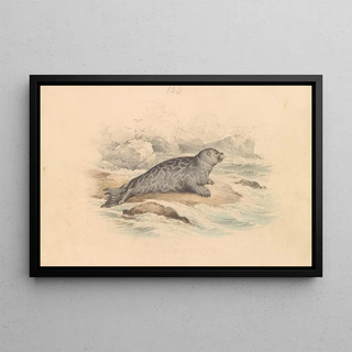 James Stewart - The Ringed Seal.webp