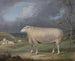 Jedna owca Border Leicester - James Ward — widok dzieła