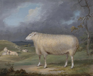 Jedna owca Border Leicester - James Ward — widok dzieła