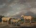 Moutons Ryelands, baran króla, owca króla i baran Lorda Somerville - James Ward — widok dzieła