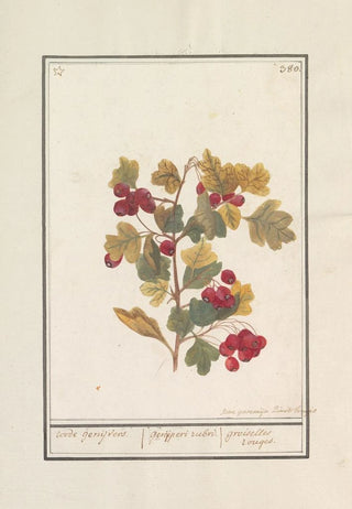 Jan Anton Garemyn - Meidoorn Crataegus.webp