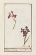 Giroflée Erysimum cheiri - Jan Anton Garemyn — widok dzieła