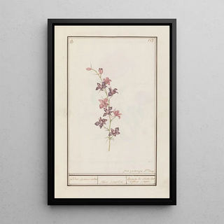 Jan Anton Garemyn - Ridderspoor Consolida.webp