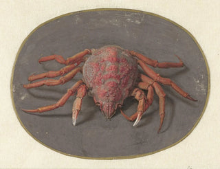 Krab - Jan Augustin van der Goes — widok dzieła