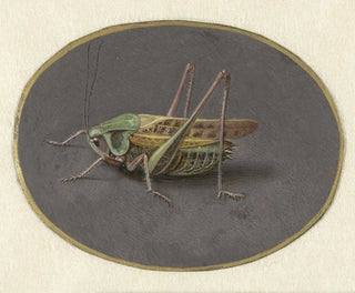 Sauterelle - Jan Augustin van der Goes — widok dzieła
