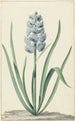 La jacinthe bleue Franciscus Primus - Jan Augustini — widok dzieła