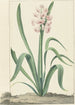 La jacinthe rose Rex Rubrorum - Jan Augustini — widok dzieła