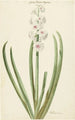 La jacinthe rose et blanche Gloria Florum Suprema - Jan Augustini — widok dzieła