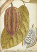 Cacao - Jan Brandes — widok dzieła