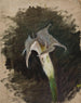 Fleur - Jan Cybis — widok dzieła