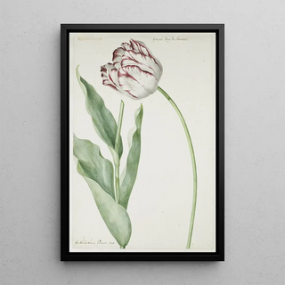 Jan Laurensz van der Vinne - Tulip Grand Roy de France.webp