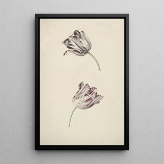 Jan Laurensz van der Vinne - Two Redandwhite Tulips.webp