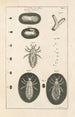 Le livre de la nature ou L'histoire des insectes Pl01 - Jan Swammerdam — widok dzieła