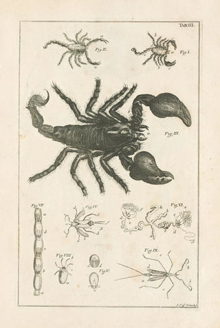 Jan Swammerdam - The book of nature or The history of insects Pl03.webp