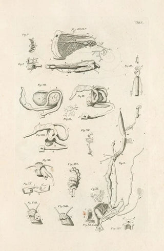 Jan Swammerdam - The book of nature or The history of insects Pl05.webp