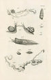 Le livre de la nature ou L'histoire des insectes Pl08 - Jan Swammerdam — widok dzieła