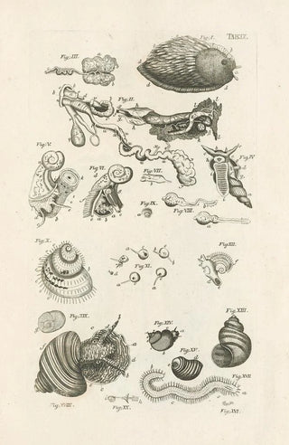 Jan Swammerdam - The book of nature or The history of insects Pl09.webp